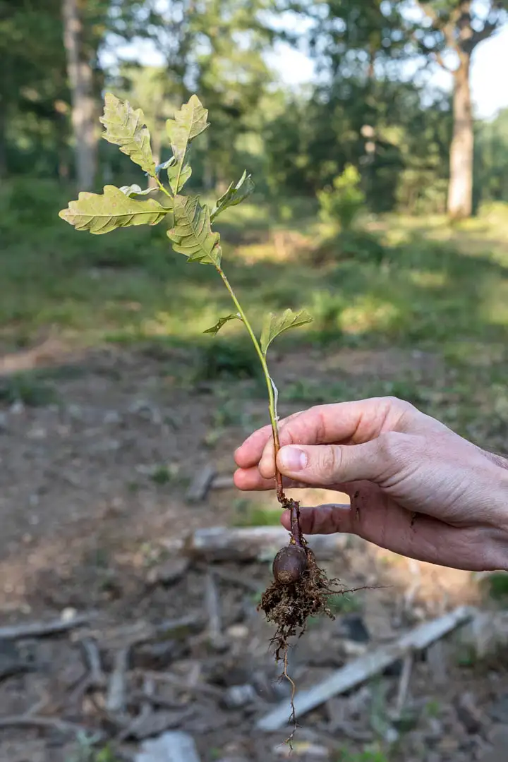 Photo d'une pousse d'arbre pour illustrer un arbre qui va grandir