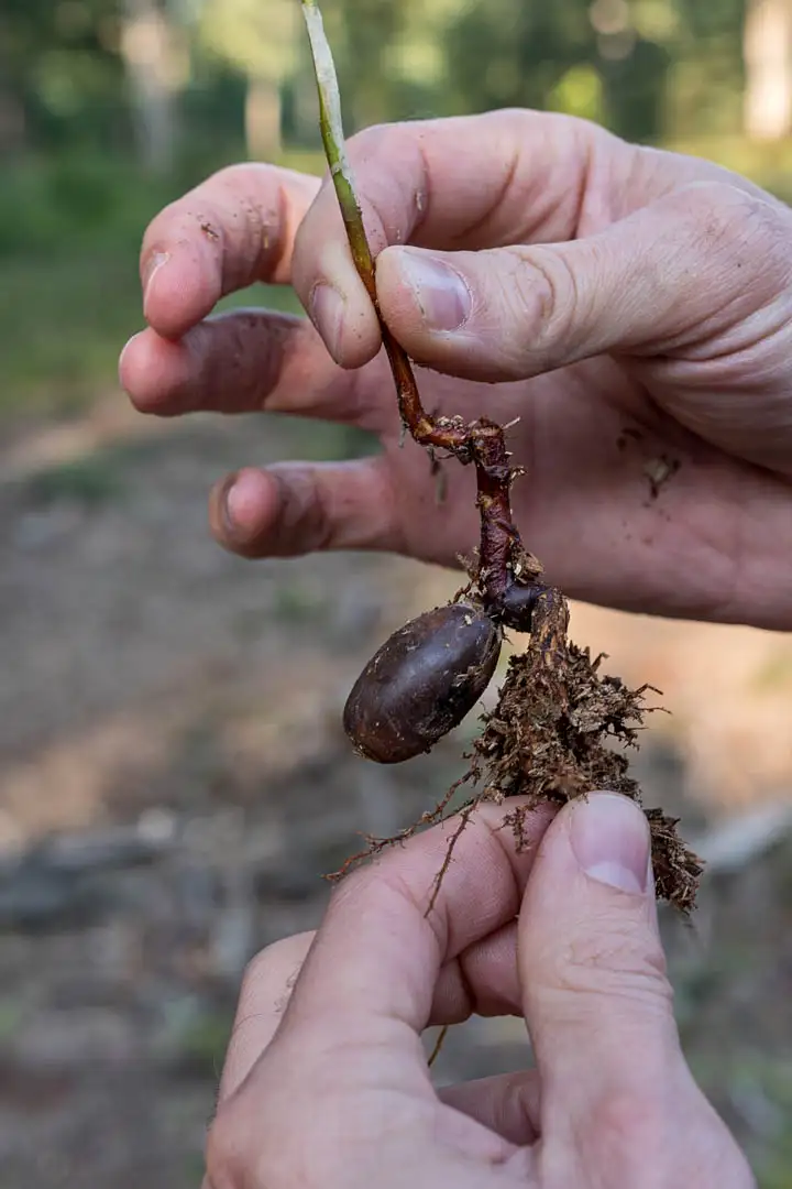 Photo d'une main avec une pousse d'arbre