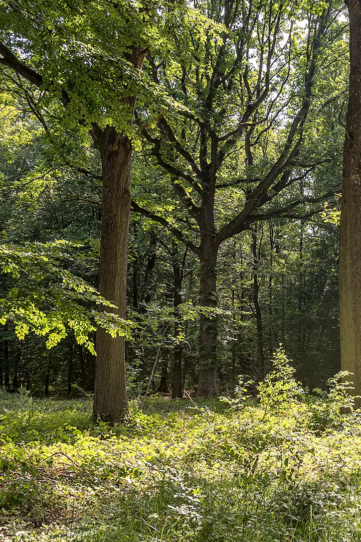 Investissements forestiers - Photo d'un arbre d'une foret certifiée PEFC