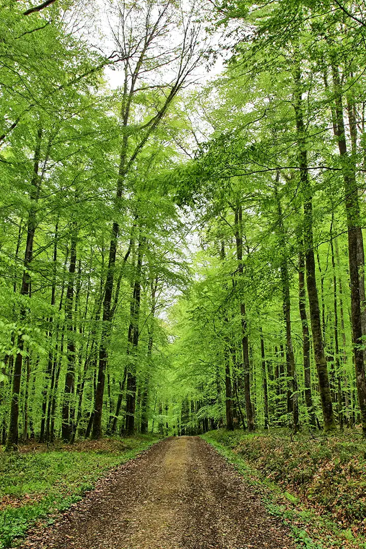 Pourquoi investir - Photo d'un chemin en forêt avec des arbres à gauche et à droite