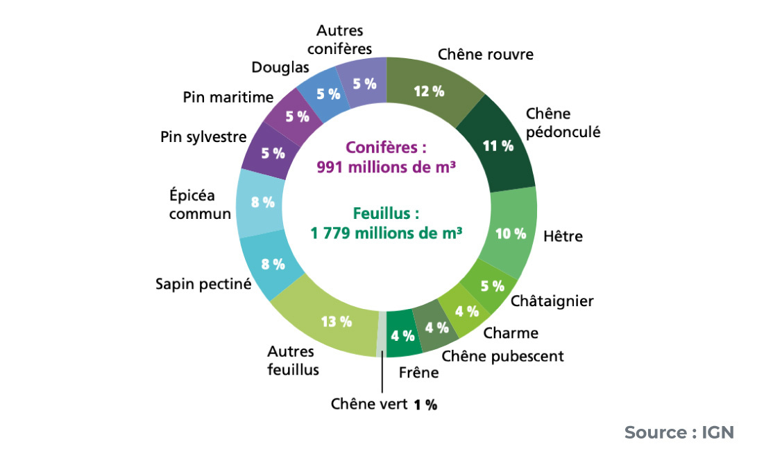 Graphique de présentation des différentes essences de bois