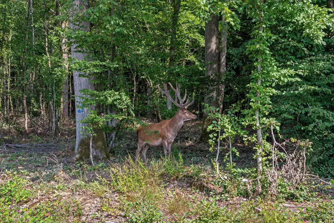 Photo du président de Savinianne et d'un expert forestier en forêt